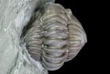 Wide Enrolled Flexicalymene Trilobite - Mt Orab, Ohio #85600-2